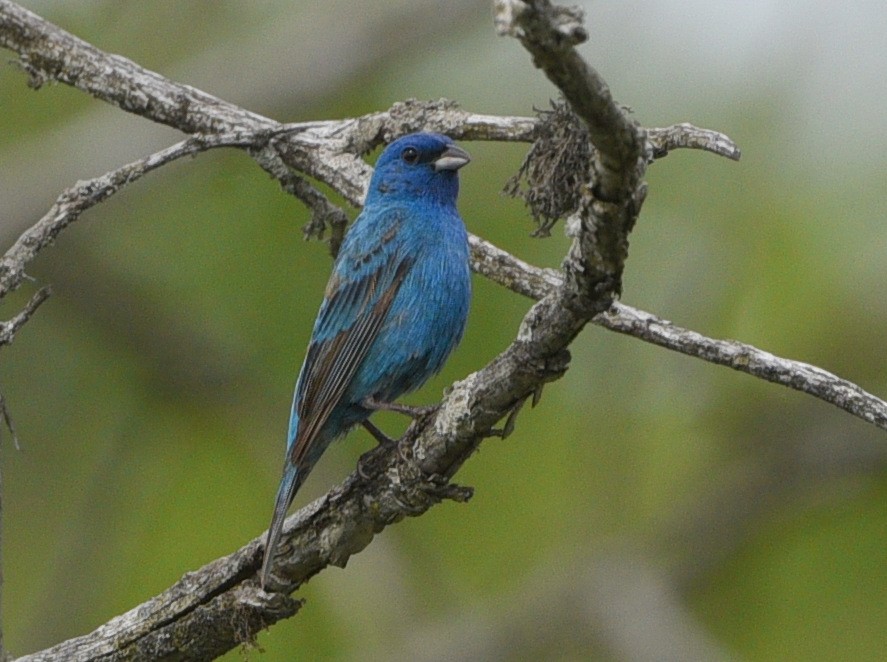 Indigo Bunting - ML620287034