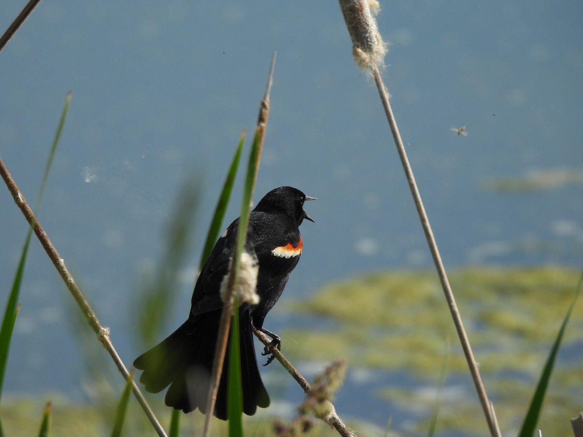 Red-winged Blackbird - ML620287035
