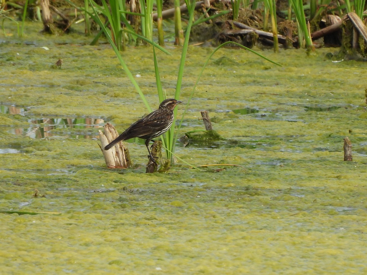 Red-winged Blackbird - ML620287037