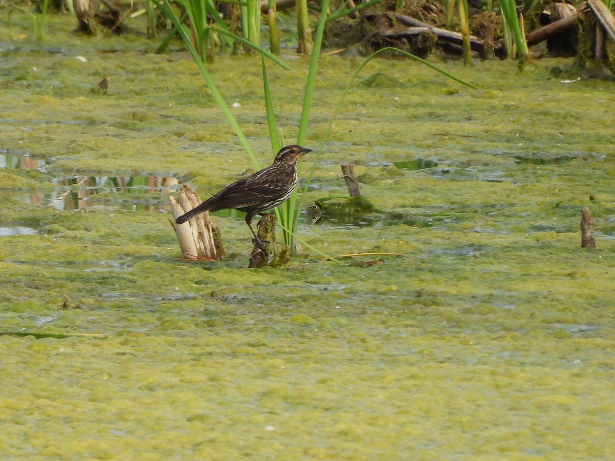 Red-winged Blackbird - ML620287039