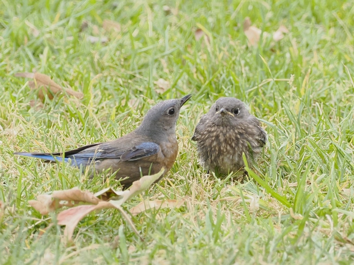 Western Bluebird - ML620287040