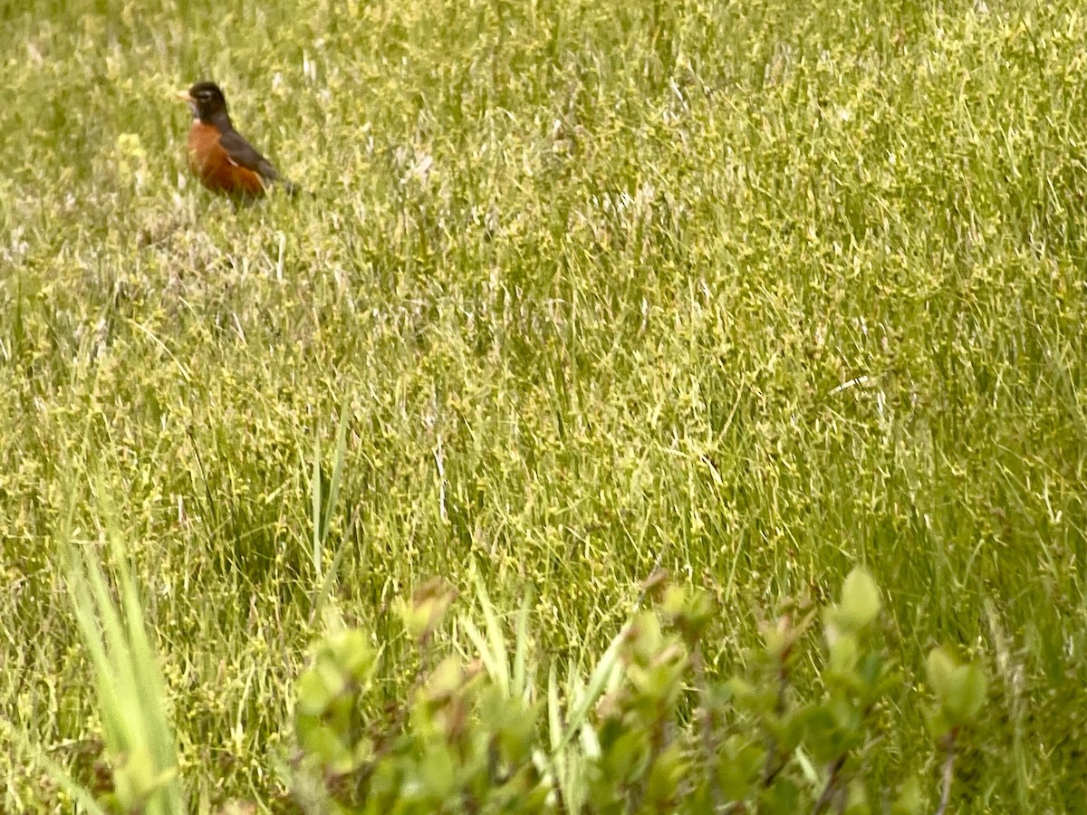 American Robin - ML620287042