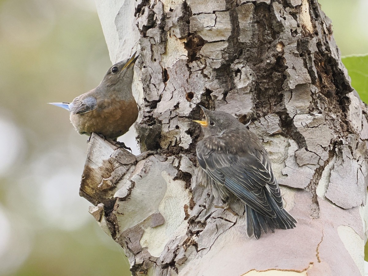 Western Bluebird - ML620287047