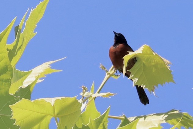 Orchard Oriole - ML620287050
