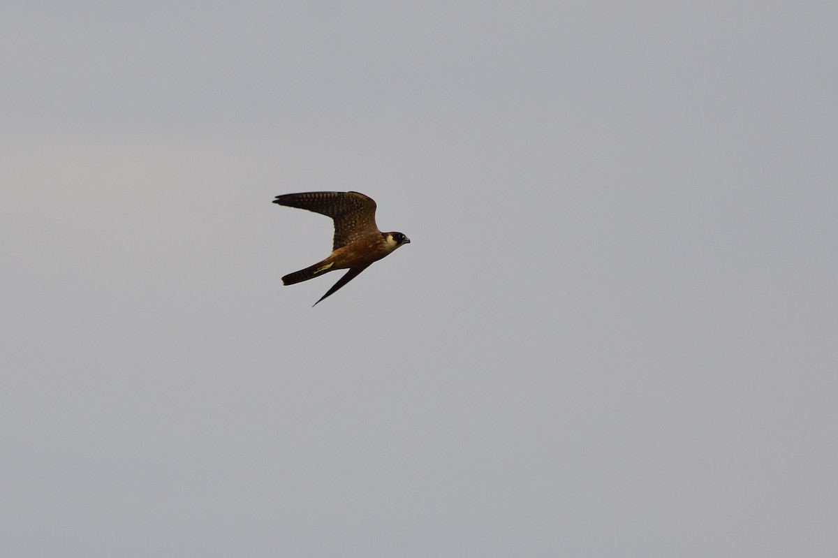 Australian Hobby - ML620287052