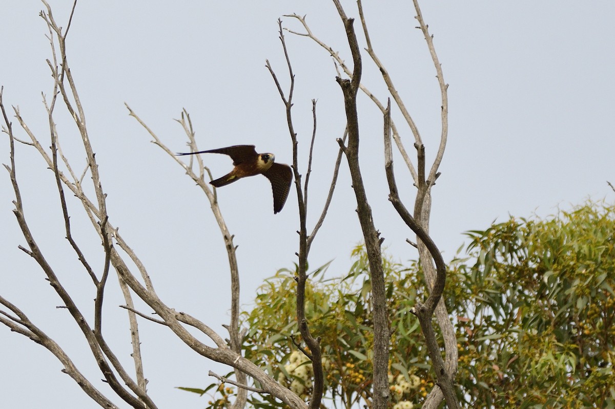 Australian Hobby - ML620287054