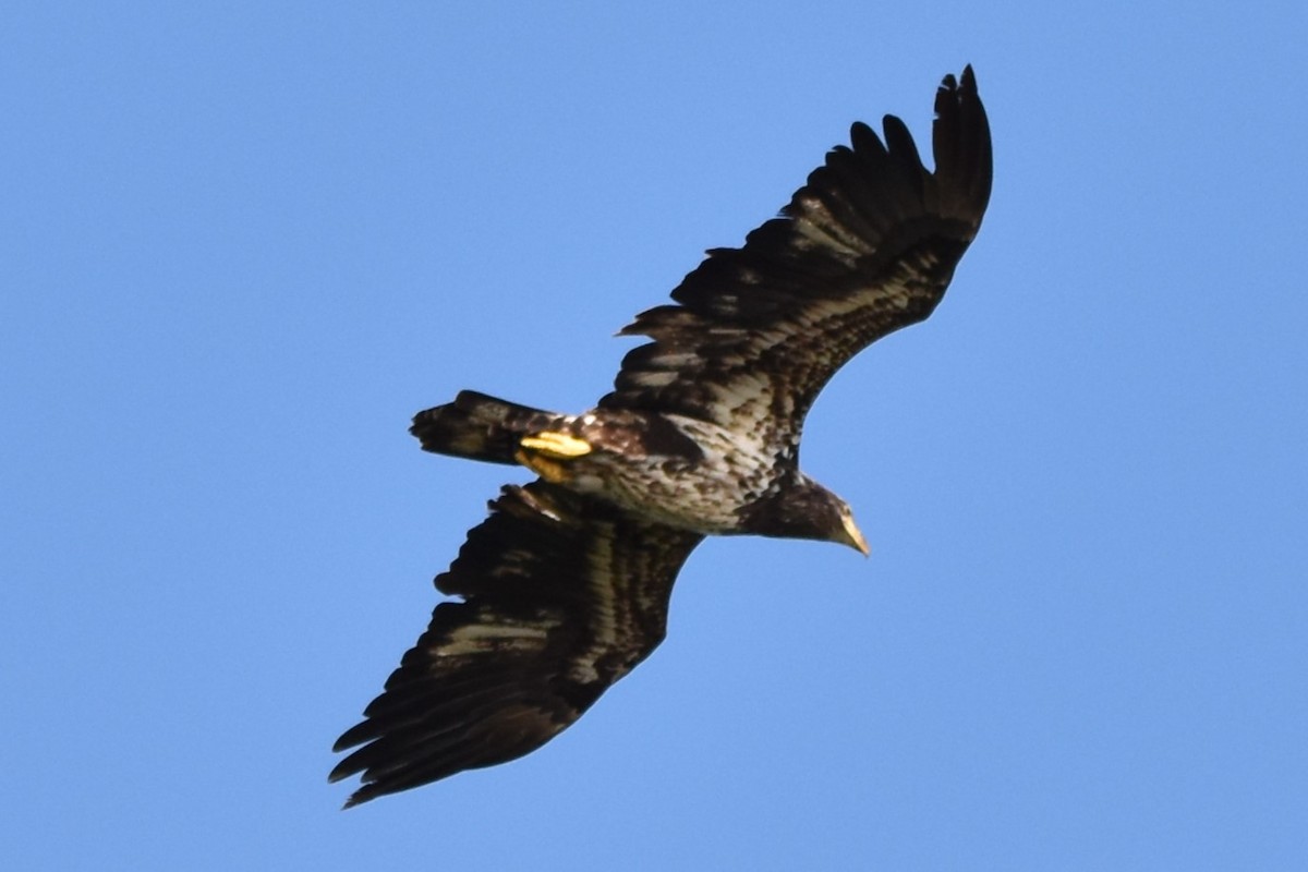 Bald Eagle - ML620287061