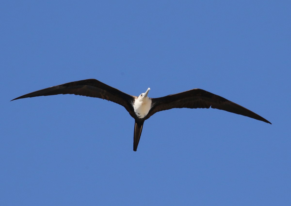 Magnificent Frigatebird - ML620287072