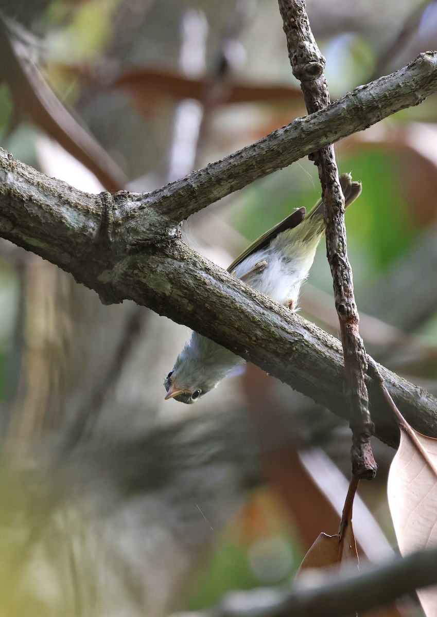 Hartert's Leaf Warbler - ML620287073