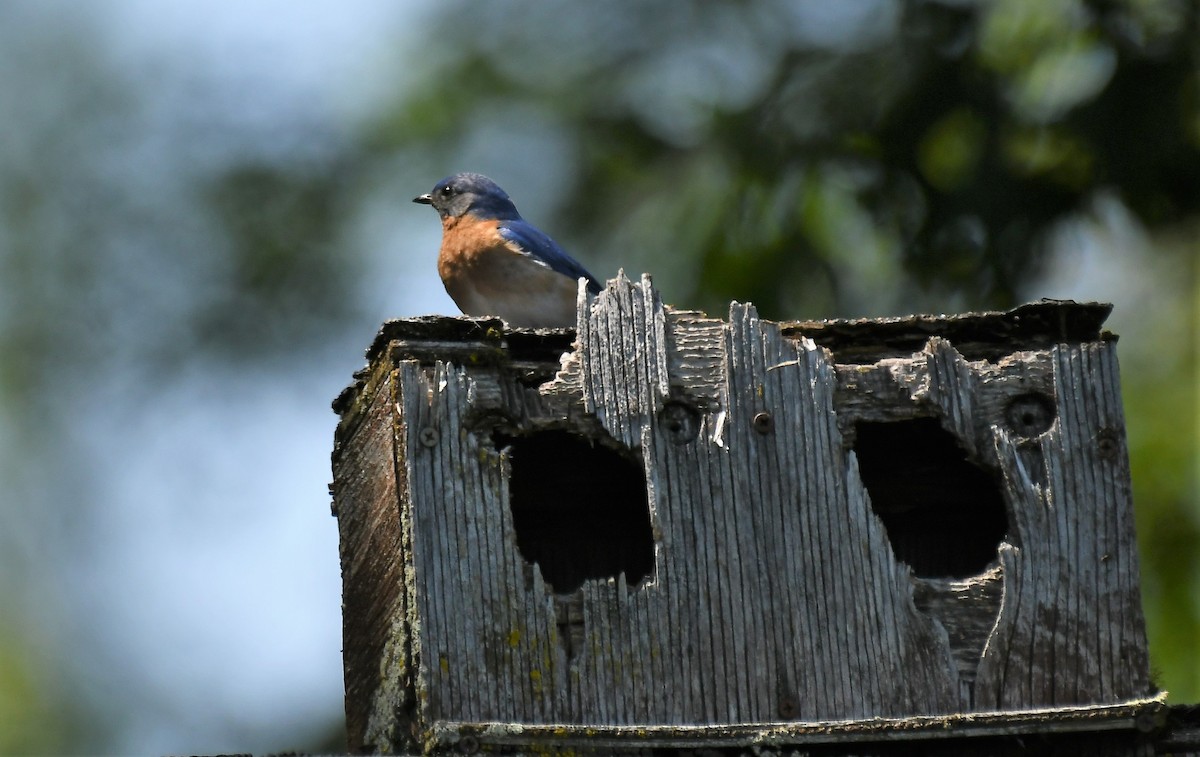 Eastern Bluebird - ML620287118