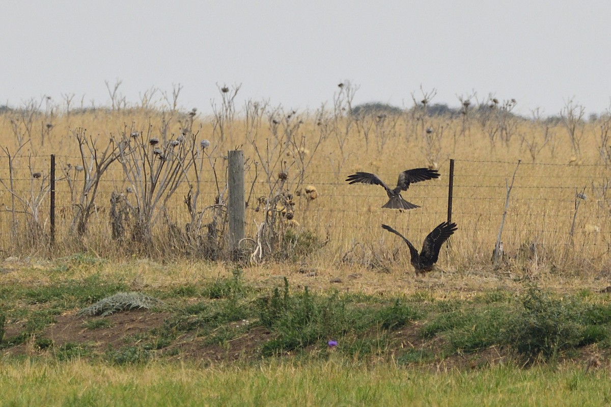 Black Kite - ML620287119