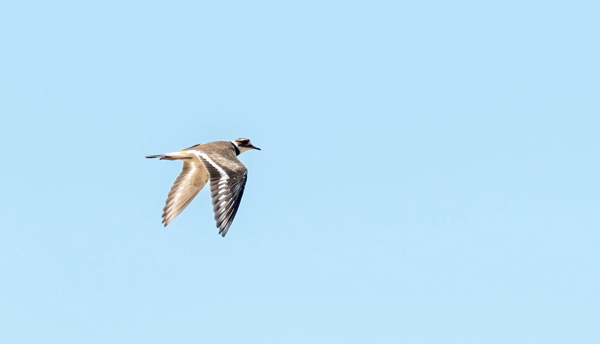 Killdeer - ML620287122