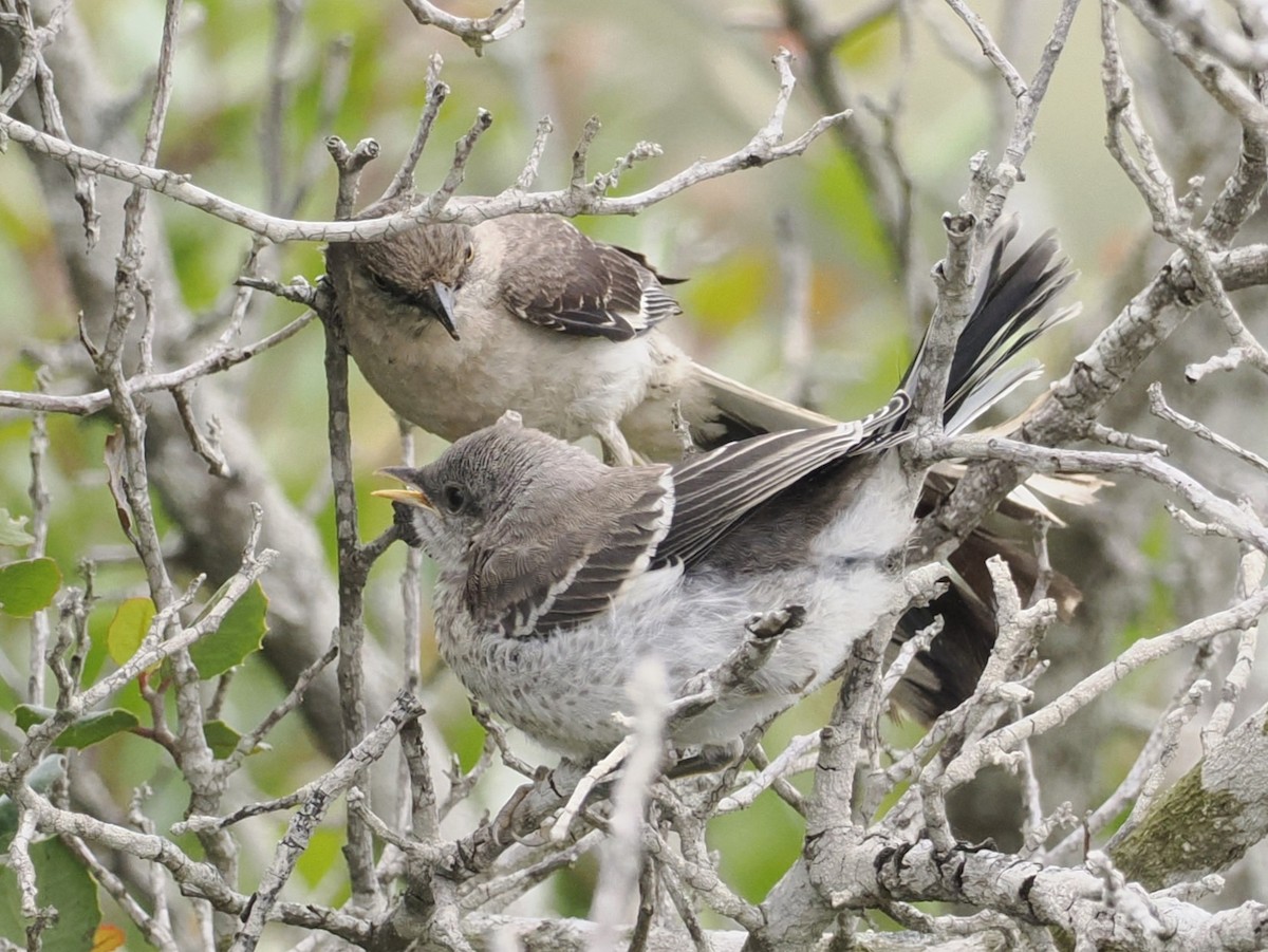 Northern Mockingbird - ML620287126