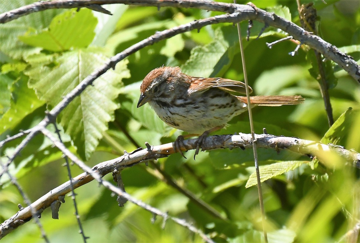 Song Sparrow - ML620287135