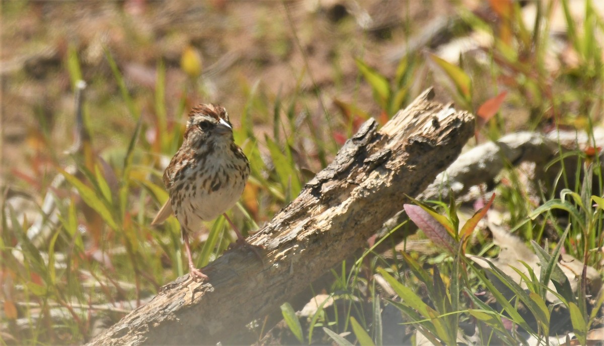 Song Sparrow - ML620287136