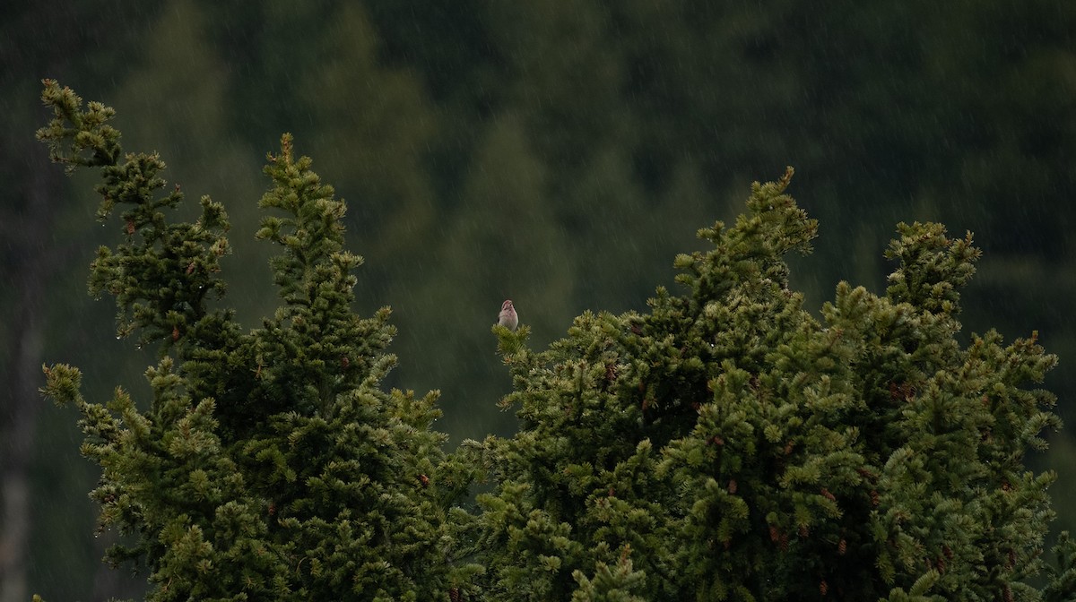 Cassin's Finch - ML620287137