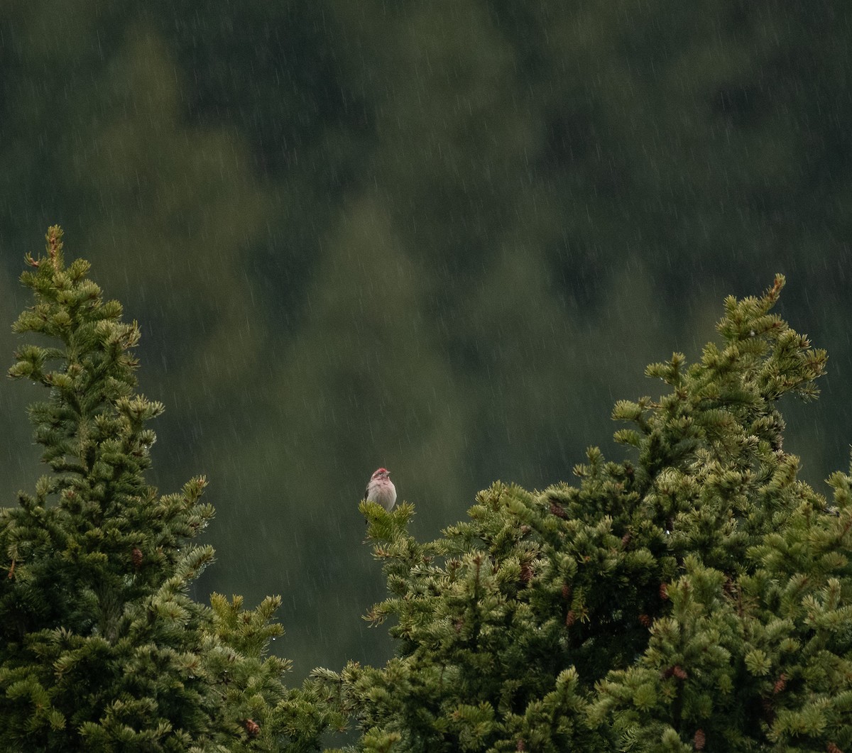 Cassin's Finch - ML620287138