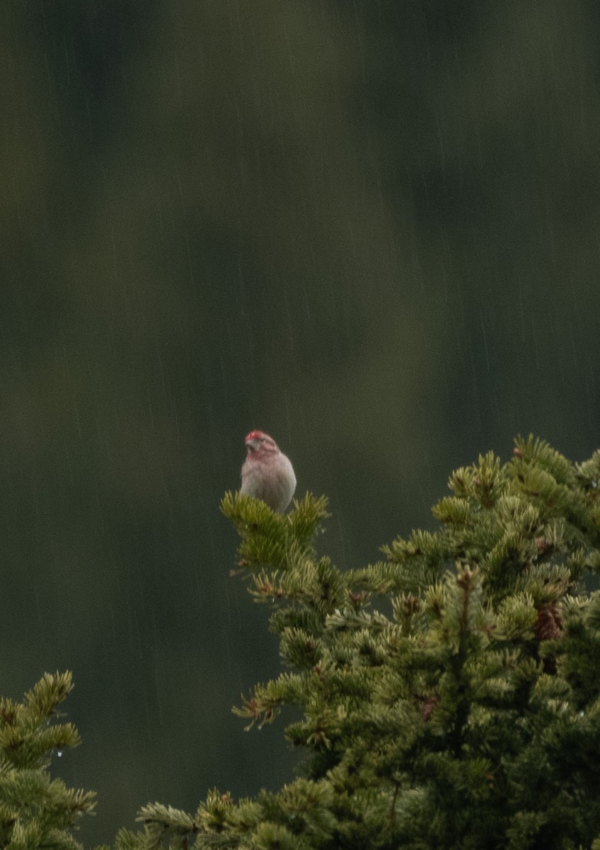 Cassin's Finch - Gary Warner