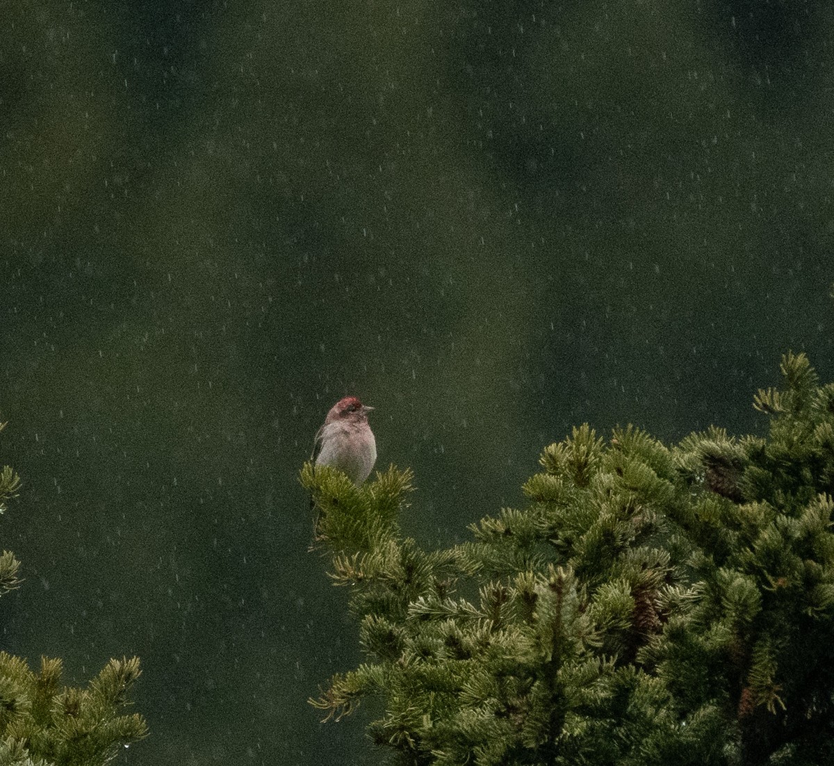 Cassin's Finch - ML620287142