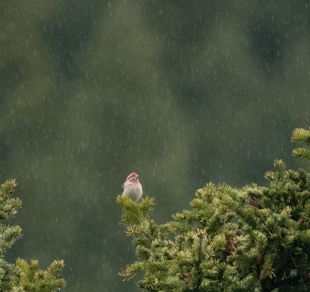 Cassin's Finch - ML620287143