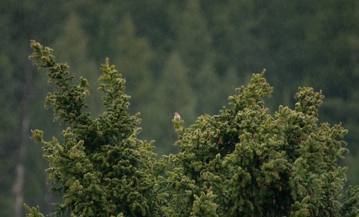 Cassin's Finch - ML620287144