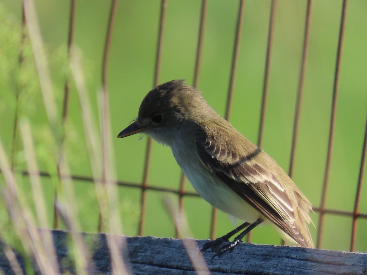 Willow Flycatcher - ML620287145