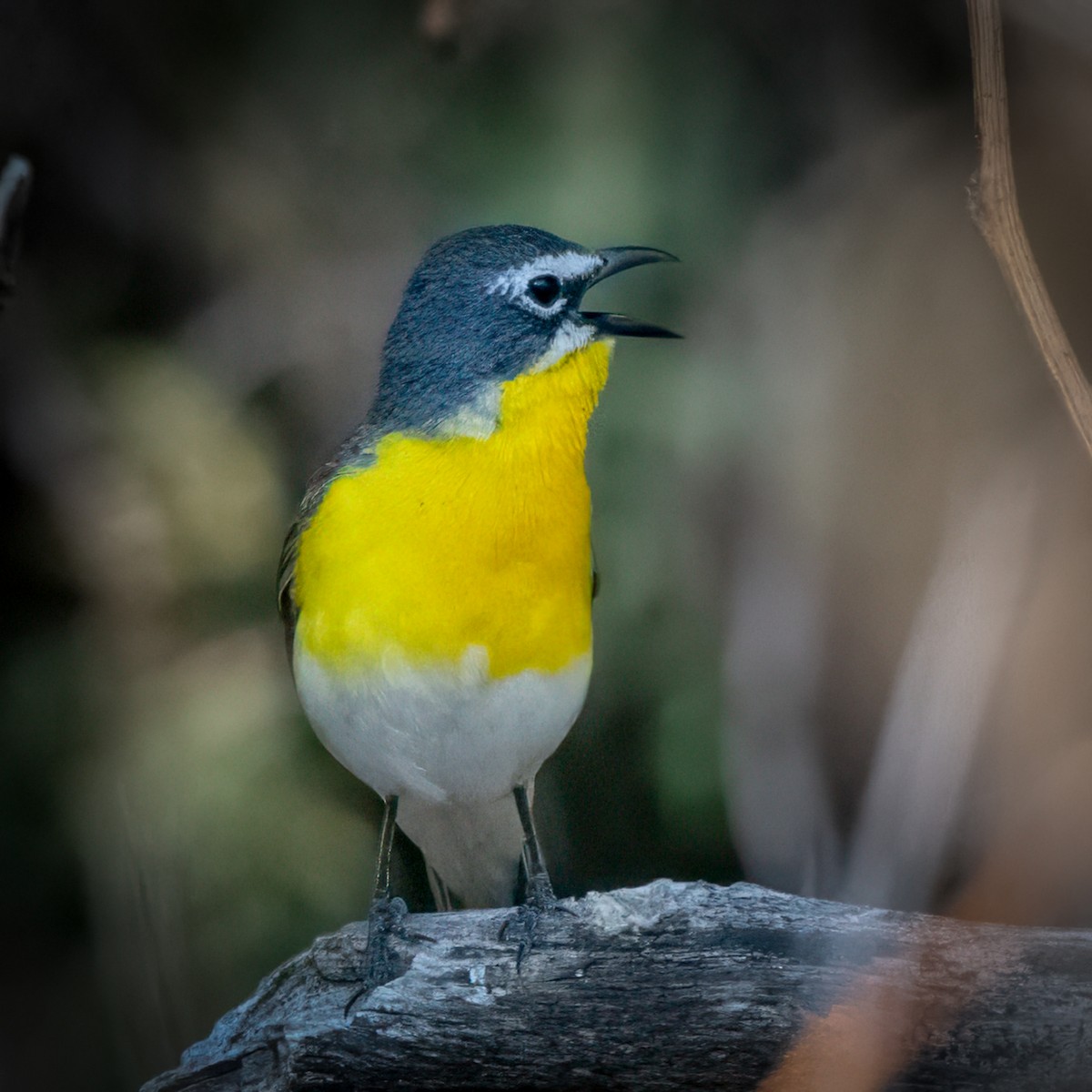 Yellow-breasted Chat - ML620287146