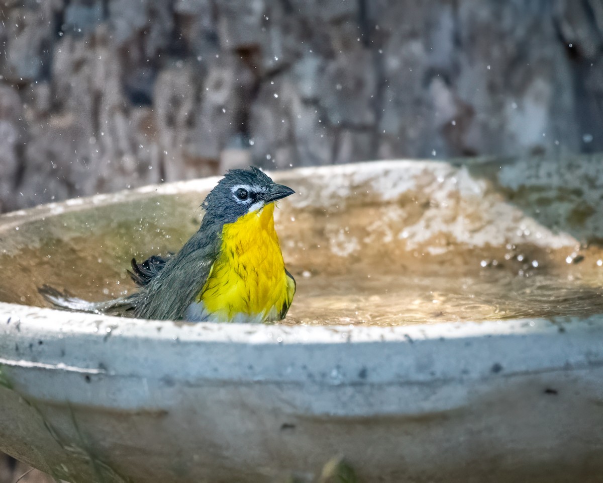 Yellow-breasted Chat - ML620287147