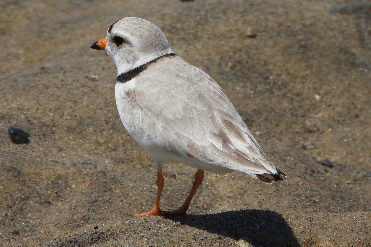 Piping Plover - ML620287149