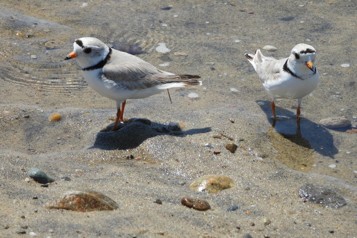 Piping Plover - ML620287150