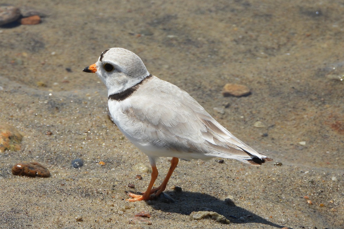 Piping Plover - ML620287151