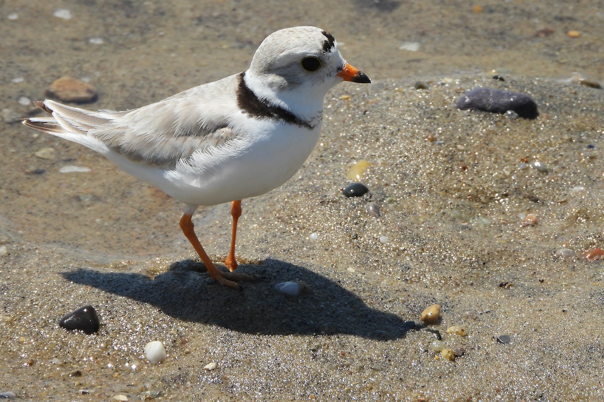 Piping Plover - ML620287152