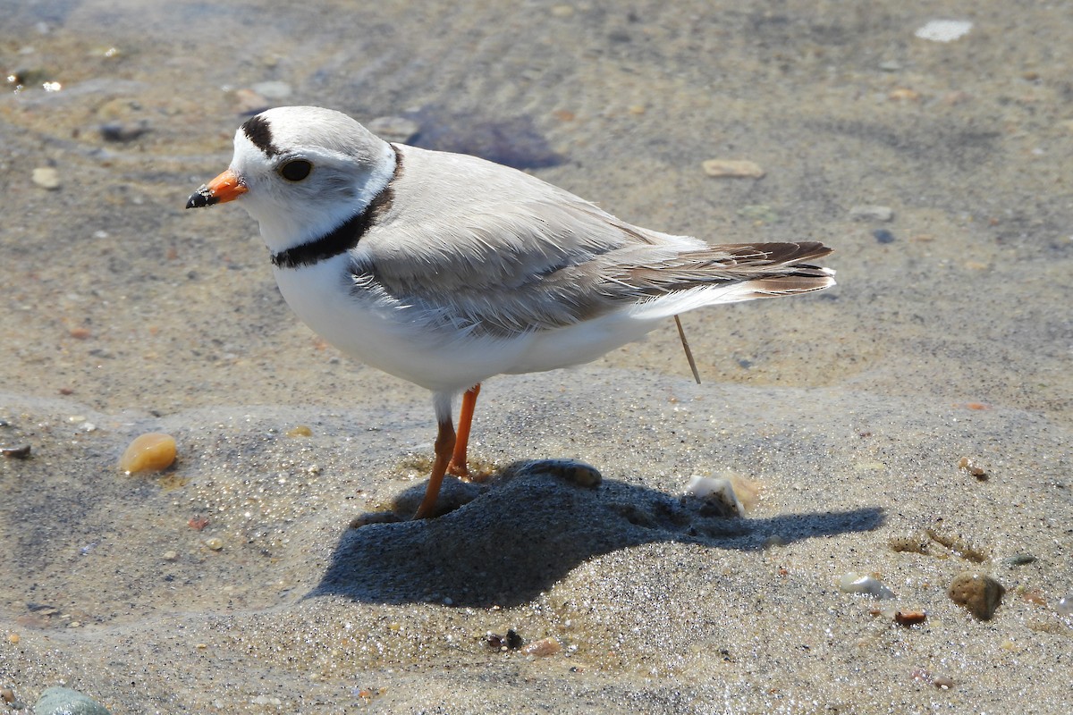 Piping Plover - ML620287153