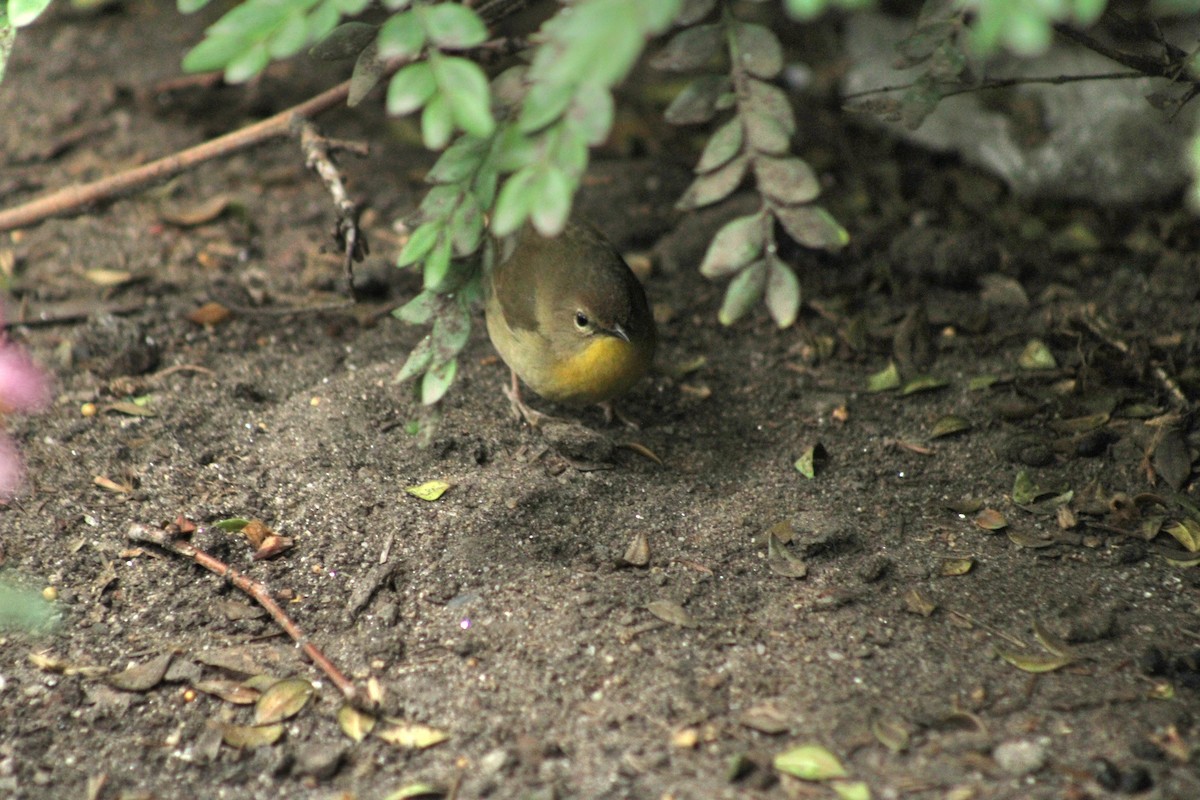 Common Yellowthroat - ML620287155