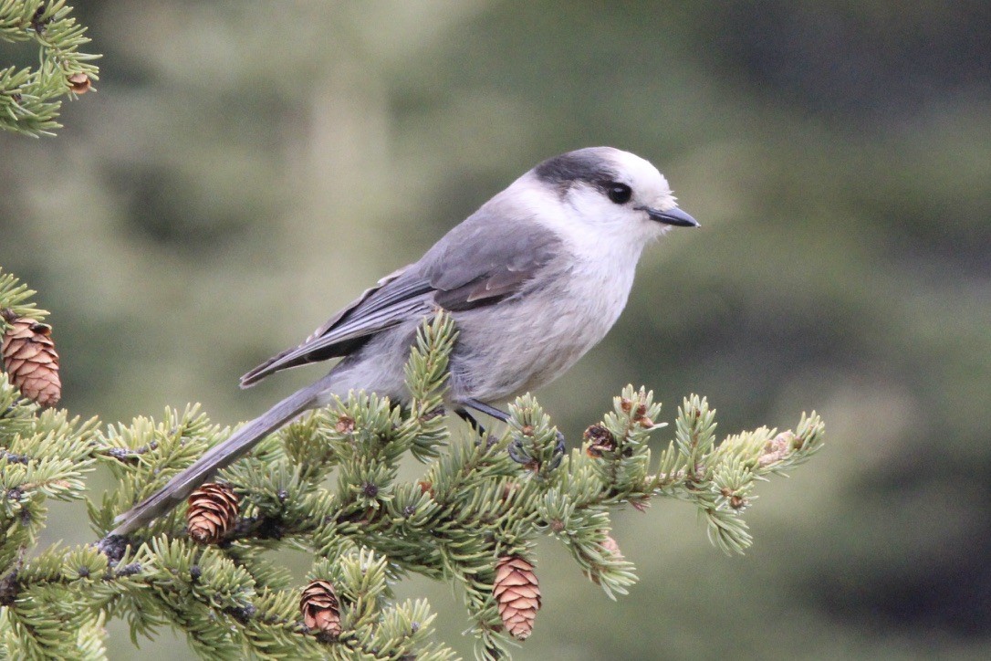 Canada Jay - ML620287156