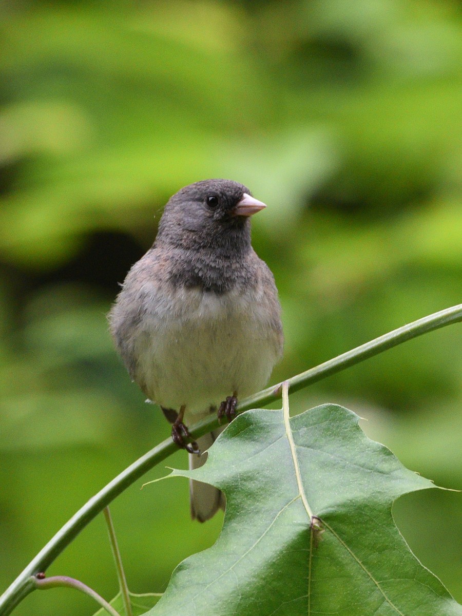 Junco ardoisé - ML620287159