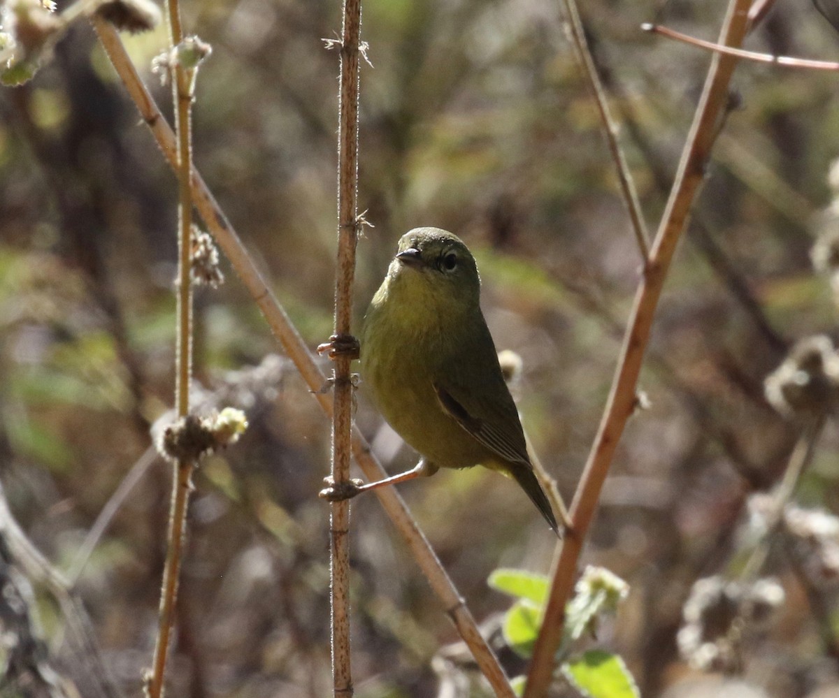 Orange-crowned Warbler - ML620287161