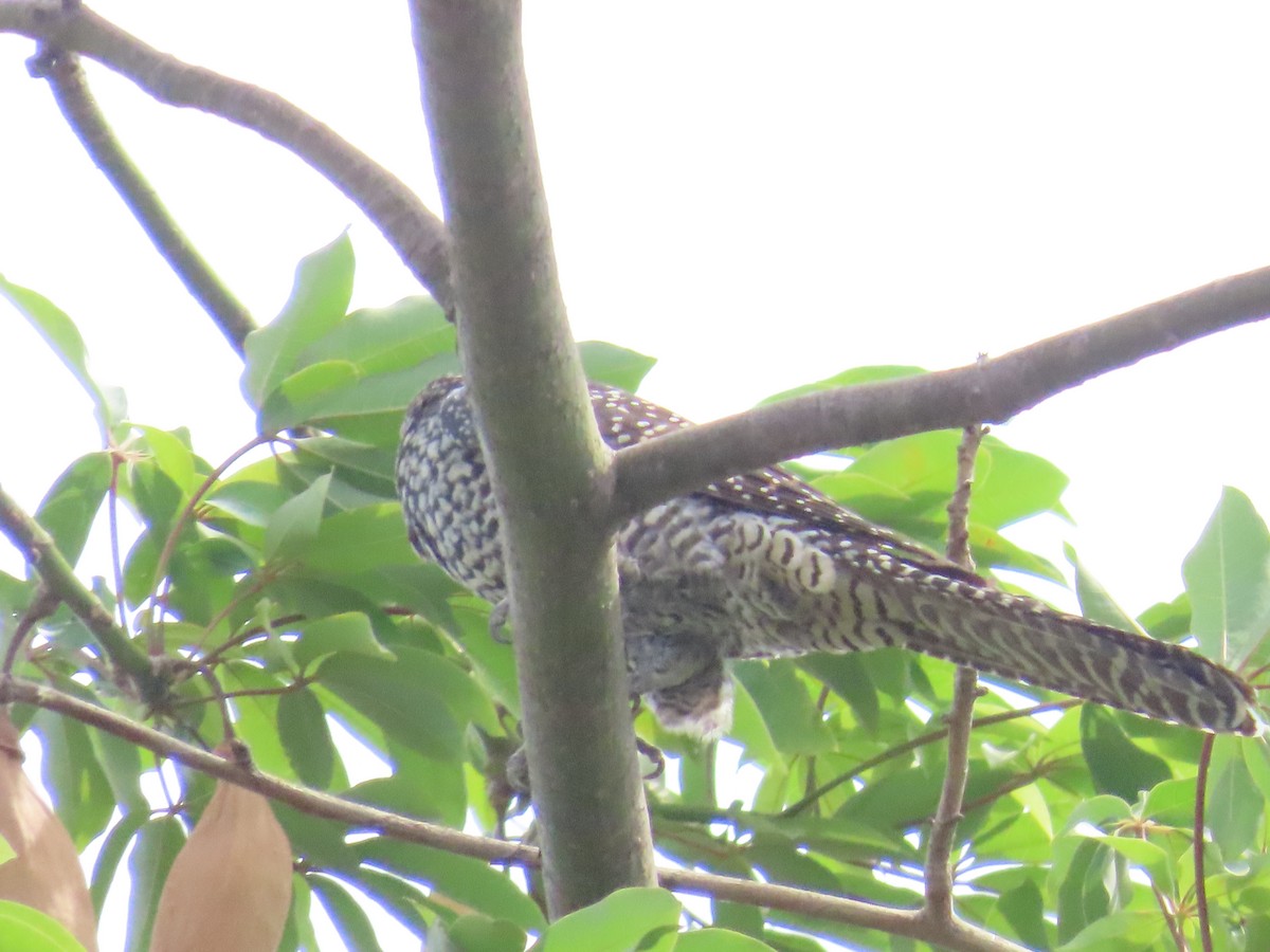 Asian Koel - ML620287170