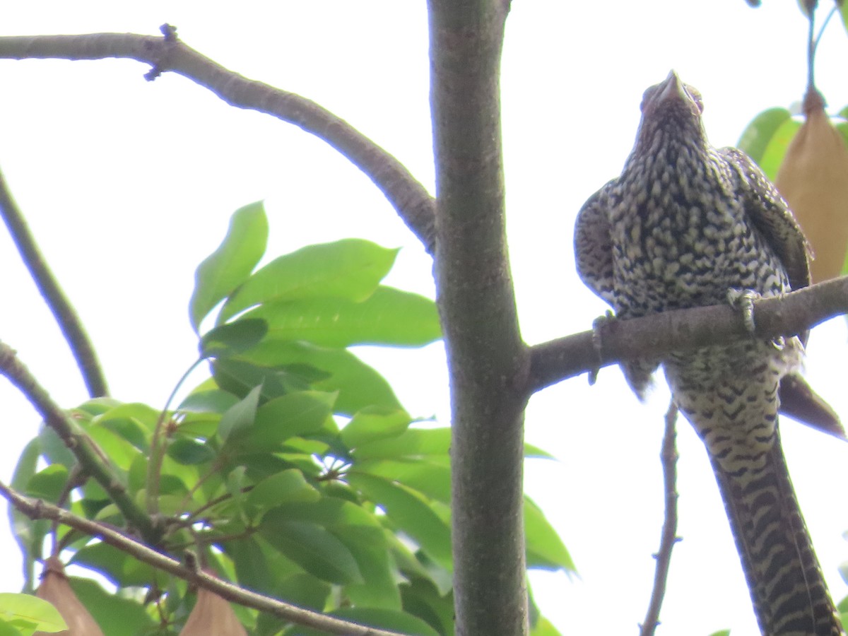 Asian Koel - ML620287171