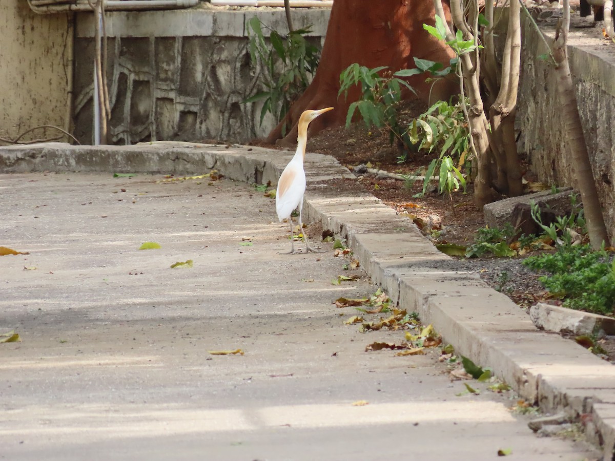 Eastern Cattle Egret - ML620287182