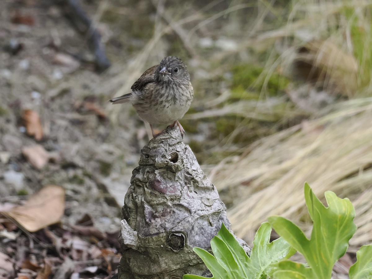 Junco ardoisé (groupe oreganus) - ML620287185