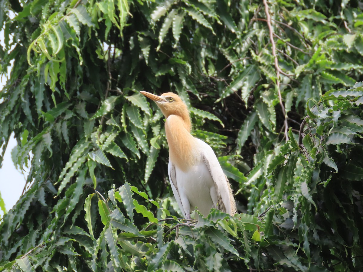 Eastern Cattle Egret - ML620287191