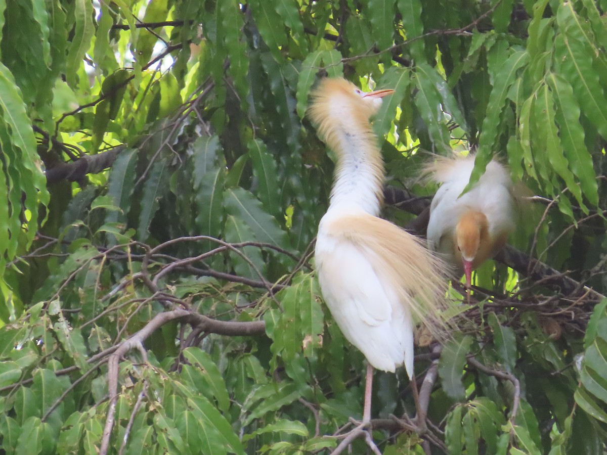 Eastern Cattle Egret - ML620287199