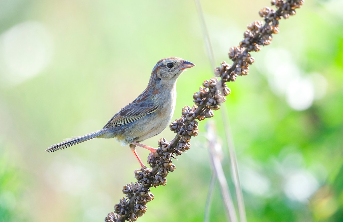 Bachman's Sparrow - ML620287201