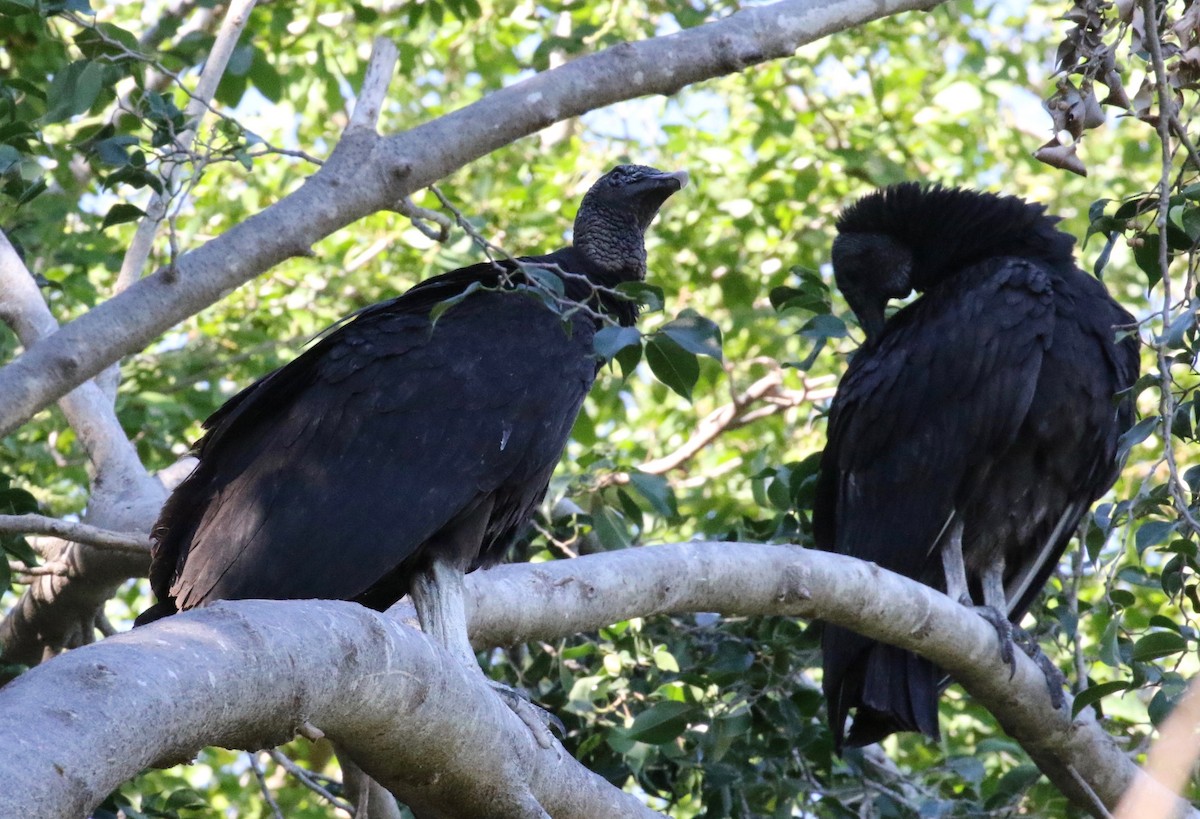 Black Vulture - ML620287203
