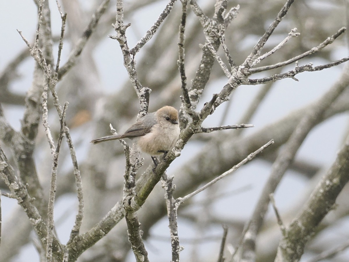 Bushtit - Robert McNab