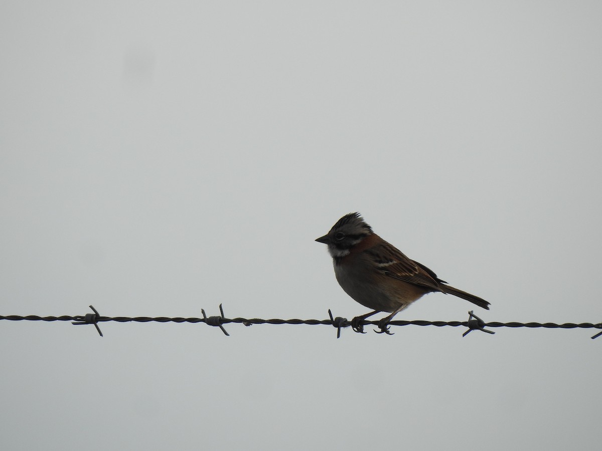 Rufous-collared Sparrow - ML620287206