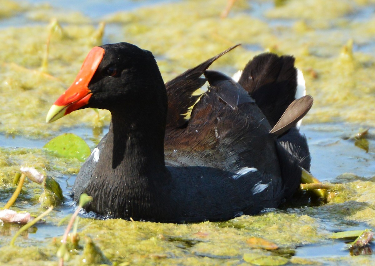 Common Gallinule - ML620287207