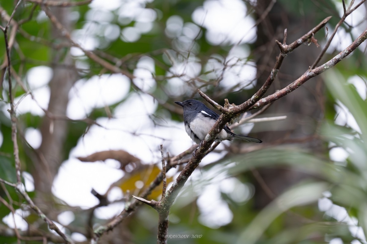 Oriental Magpie-Robin (Oriental) - ML620287210