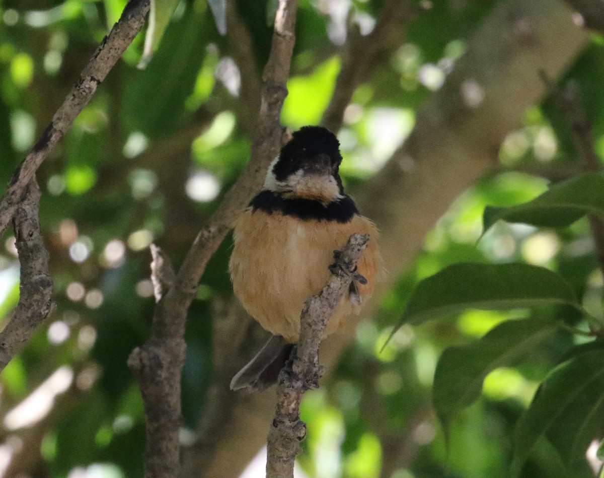 Cinnamon-rumped Seedeater - Dan Waggoner